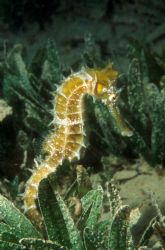 Thorny seahorse, Nuweiba, Egypt.  Taken with Nikon F90 wi... by David Stephens 